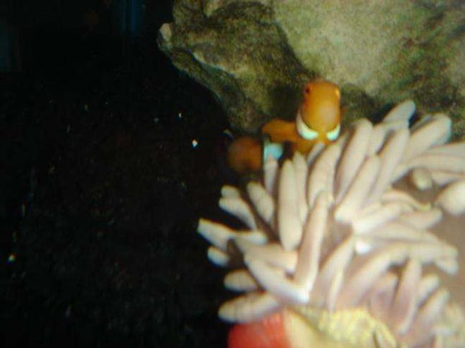 saltwater fish - amphiprion ocellaris - ocellaris clownfish stocking in 55 gallons tank - clown fish living inside anemoni