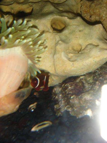 saltwater fish - premnas biaculeatus - maroon clownfish stocking in 55 gallons tank - baby maroom clown fish living with bulb anemoni