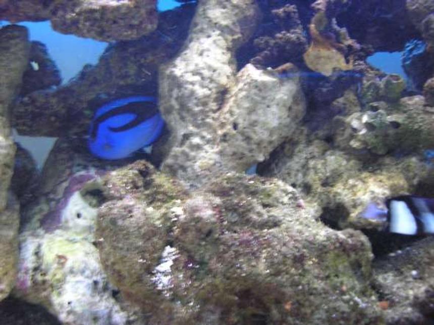 Rated #91: Saltwater Fish - Paracanthurus Hepatus - Blue Tang Stocking In 200 Gallons Tank - photo of my blue tang, my favorite fish