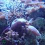 corals inverts - actinodiscus sp. - red mushroom stocking in 110 gallons tank - our tank
