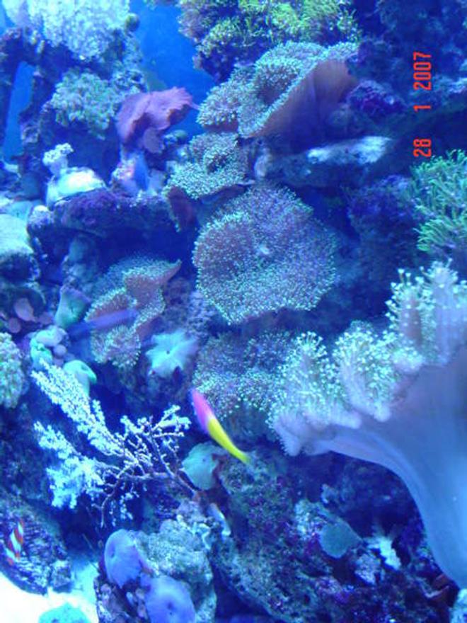 corals inverts - amplexidiscus spp. - giant cup mushroom stocking in 110 gallons tank - our tank over grown with mushrooms!