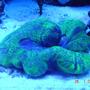corals inverts - trachyphyllia radiata - brain coral, wellsophyllia stocking in 110 gallons tank - green brain, our clown fish home!