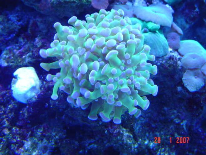 corals inverts - euphyllia paradivisa - frogspawn coral stocking in 110 gallons tank - frog spaun
