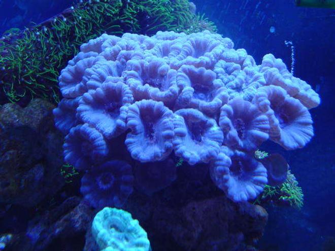 corals inverts - caulastrea furcata - candy cane coral stocking in 110 gallons tank - blue candycane
