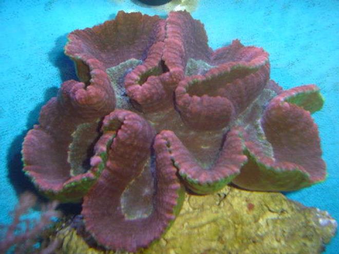 corals inverts - lobophyllia hemprichii - brain coral, lobophyllia stocking in 110 gallons tank - not sure what this is called?