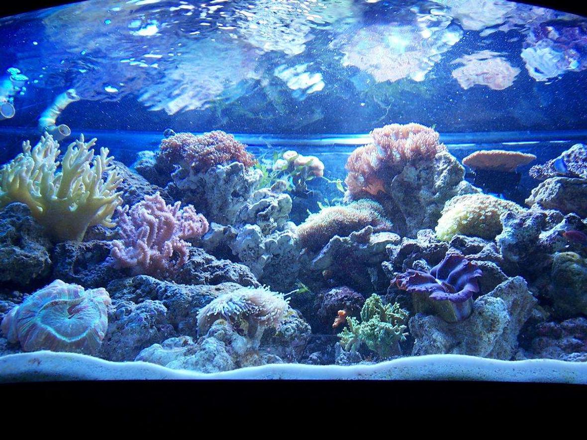 100 gallons reef tank (mostly live coral and fish) - 72 gal bow