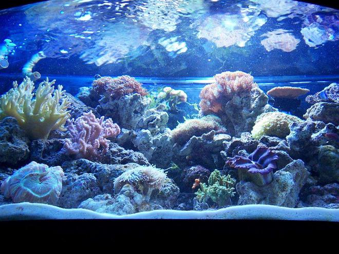 100 gallons reef tank (mostly live coral and fish) - 72 gal bow