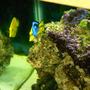 fish tank picture - Yellow and hippo tang with the clam
