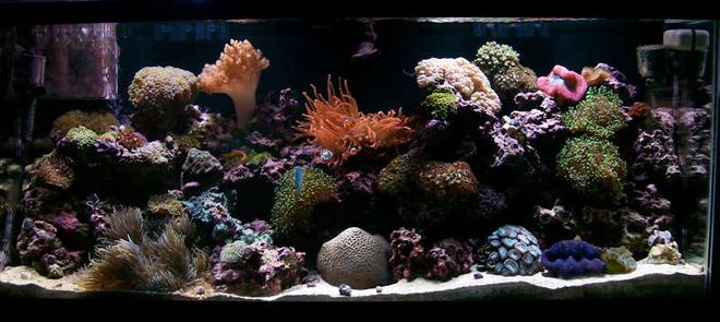 55 gallons reef tank (mostly live coral and fish) - 2 year old fully mixed 55gal