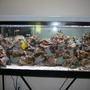55 gallons saltwater fish tank (mostly fish, little/no live coral) - my 55 gallon tank salt tank