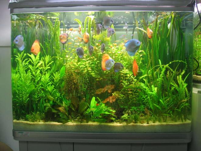 85 gallons planted tank (mostly live plants and fish) - my tank