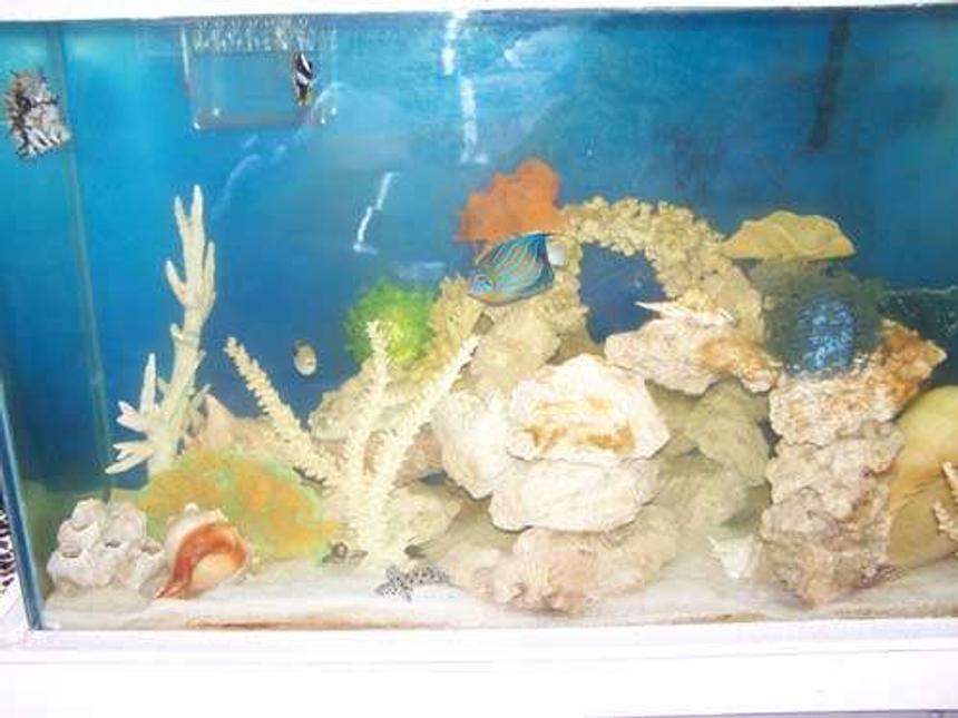 Rated #76: 110 Gallons Saltwater Fish Tank - My tank.