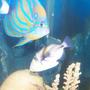 saltwater fish - rhinecanthus aculeatus - humu picasso triggerfish stocking in 110 gallons tank - My angel and trigger.
