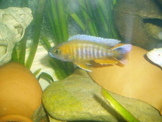 freshwater fish - aulonocara rubescens - ruby red peacock stocking in 70 gallons tank - cichlid