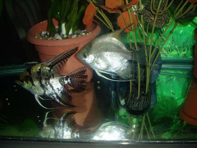 freshwater fish - pterophyllum scalare - assorted veil angel stocking in 70 gallons tank - scalair