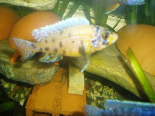 freshwater fish - labeotropheus fuelleborni - fuelleborni cichlid stocking in 70 gallons tank - cichlid