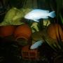 freshwater fish - pseudotropheus socolofi - albino socolofi stocking in 70 gallons tank - cichlid