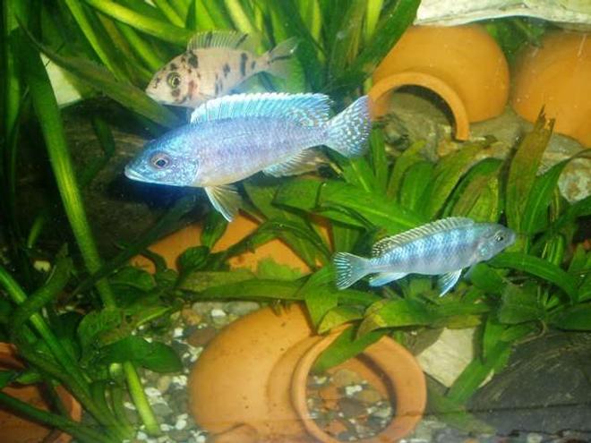 freshwater fish - sciaenochromis fryeri - electric blue hap stocking in 70 gallons tank - cichlid