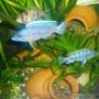 freshwater fish - sciaenochromis fryeri - electric blue hap stocking in 70 gallons tank - cichlid