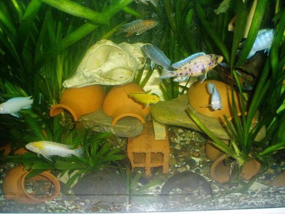 freshwater fish - labeotropheus fuelleborni - fuelleborni cichlid stocking in 70 gallons tank - cichlid