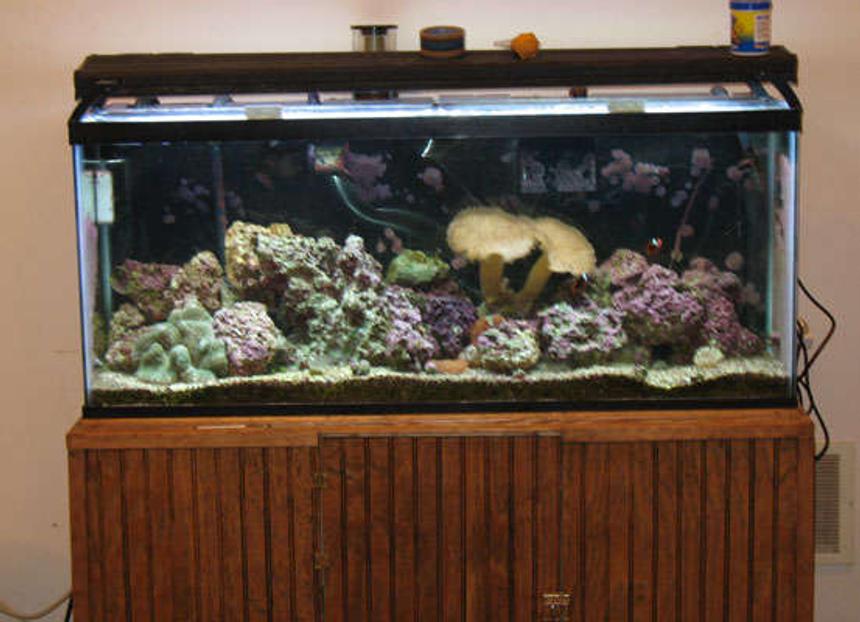 Rated #171: 150 Gallons Reef Tank - 55 gal reef