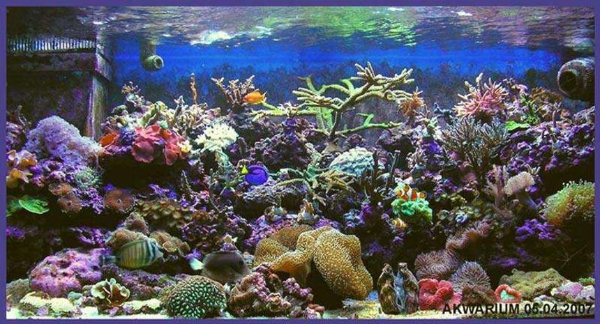 Rated #3: 540 Gallons Reef Tank - my new tank vol 2