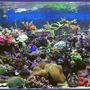 540 gallons reef tank (mostly live coral and fish) - my new tank vol 2