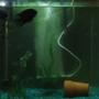 55 gallons freshwater fish tank (mostly fish and non-living decorations) - convicts