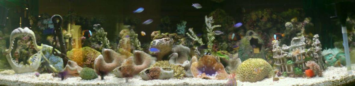 900 gallons reef tank (mostly live coral and fish) - reef tanks