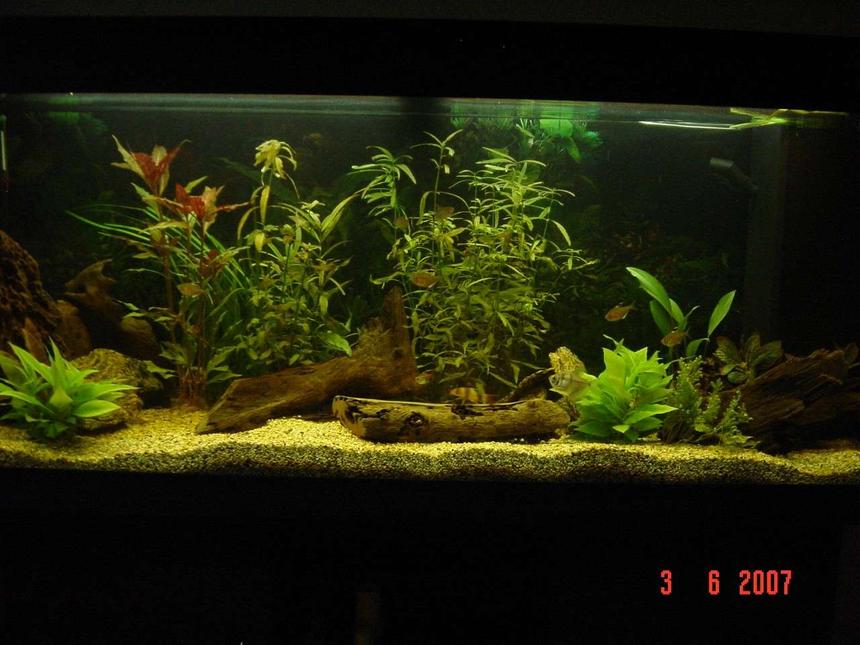 Rated #92: 240 Gallons Planted Tank - My tank. Only been running a couple of months. Still has more fish to come. 

1 x Angel
1 x Golden Nugget Pleco
1 x Black Widow Tetra
2 x Glowlight Tetra
3 x Red Eyed Tetra
4 x Bleeding Heart Tetra