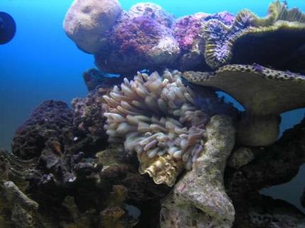 corals inverts - entacmaea quadricolor - bubble tip anemone stocking in 200 gallons tank - my anenome
