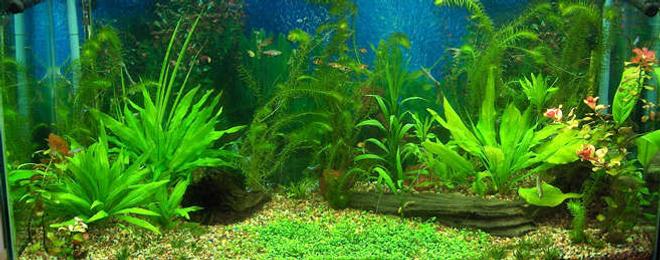 90 gallons planted tank (mostly live plants and fish) - My tank as of 5-5-07