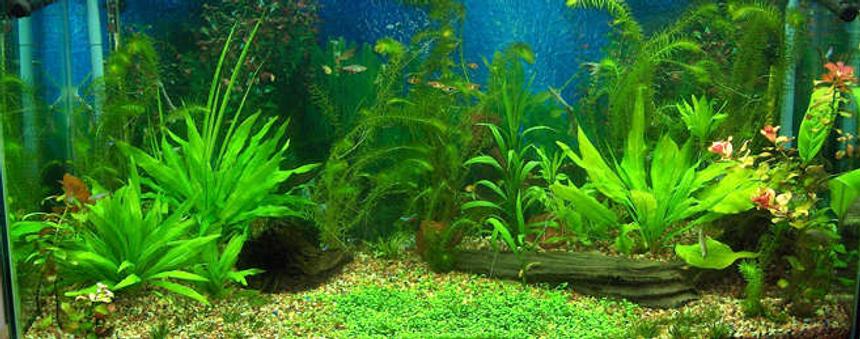 Rated #32: 90 Gallons Planted Tank - My tank as of 5-5-07