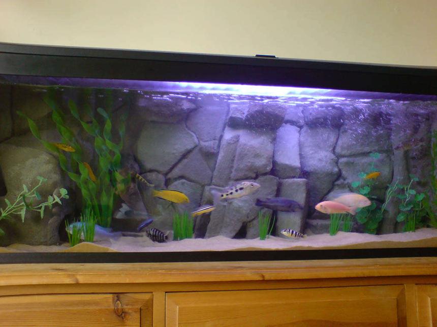 Rated #49: 40 Gallons Freshwater Fish Tank - 4ft tank with homemade 3D background. 1 marine white bulb and  blue actnic light to enhcnce the fishes colours. Several built in caves (with side views) mean the fish have places to hide and feel safe. The fake rock overhangs give a nice authentic feel and great shadows.
