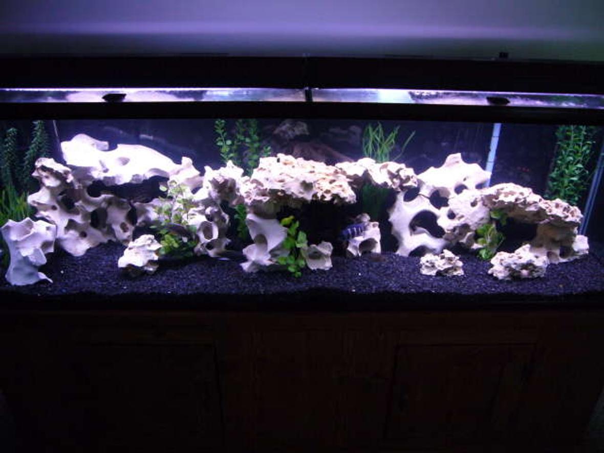 125 gallons freshwater fish tank (mostly fish and non-living decorations) - 125 g african cichlid tank. Just added 70 more pounds of texas holey rock.