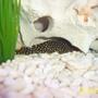 freshwater fish - baryancistrus sp. - gold nugget pleco (l-18) stocking in 80 gallons tank - My gold nugget hiding out!