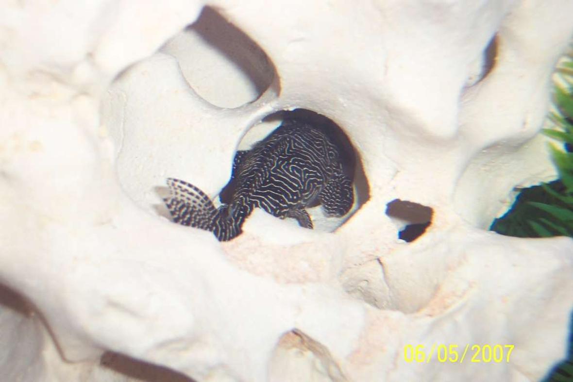freshwater fish - hypancistrus sp. - queen arabesque pleco (l-260) stocking in 80 gallons tank - My queen arabesque pleco hiding out!