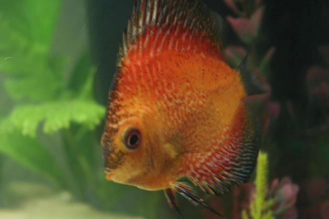 freshwater fish - symphysodon spp. - pigeon blood discus stocking in 1 gallon tank - THE MOTHERSHIP