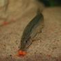 freshwater fish - mastacembelus pancalus - zig zag yellow tail eel stocking in 1 gallon tank - eel