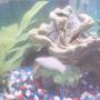 freshwater fish - poecilia velifera - platinum lyretail molly stocking in 10 gallons tank - My Molly Love Birds