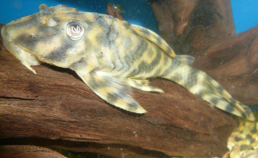 Rated #23: Freshwater Fish - Peckoltia Vittata - Candy Stripe Pleco (l015) - L015 Xingu Vittata Plec