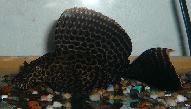freshwater fish - glyptoperichthys gibbiceps - sailfin pleco (l-83) - My Sailfin Gibby as a youngster