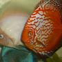 freshwater fish - symphysodon spp. - red leopard discus - The big boys out cruisin' for chicks