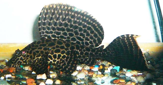 freshwater fish - glyptoperichthys gibbiceps - sailfin pleco (l-83) - Sailfin Gibby as a youngster