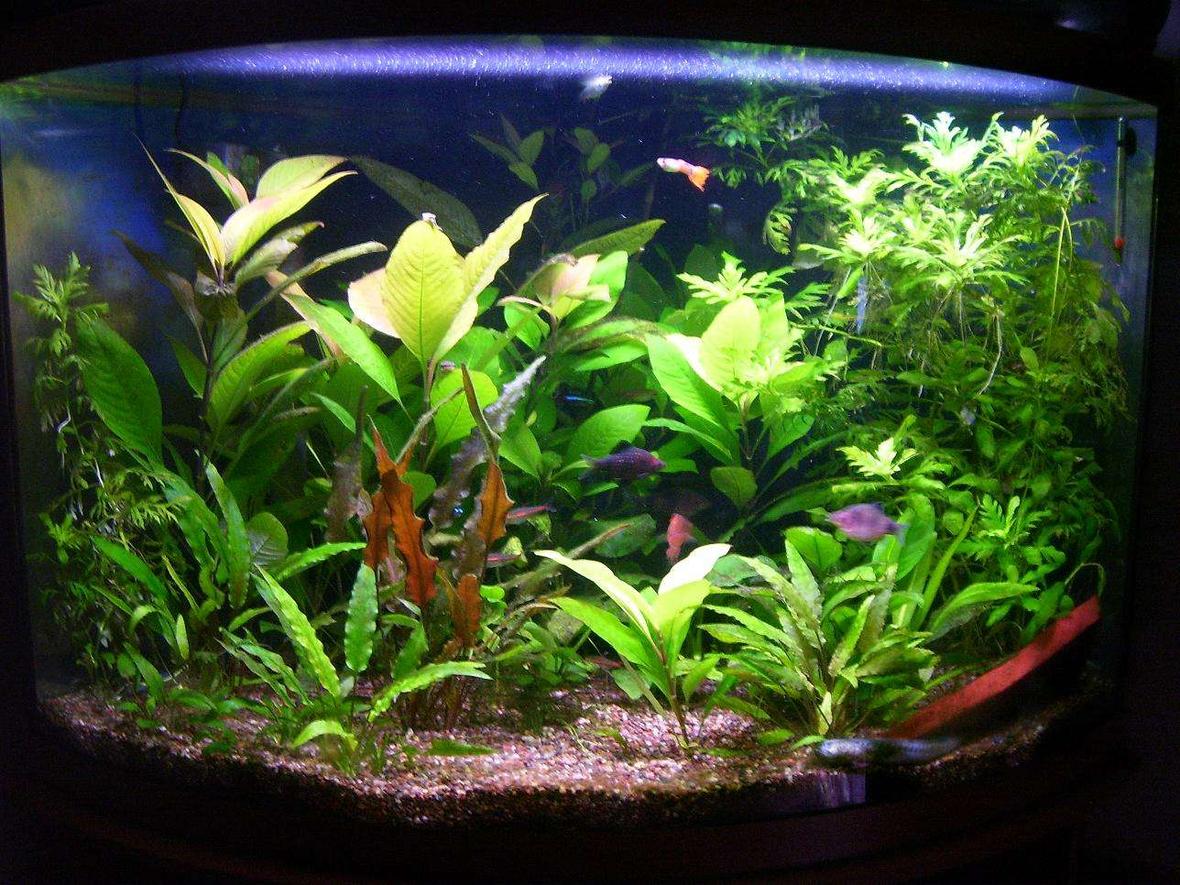 36 gallons planted tank (mostly live plants and fish) - 36 gallon corner bowfront