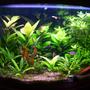 36 gallons planted tank (mostly live plants and fish) - 36 gallon corner bowfront