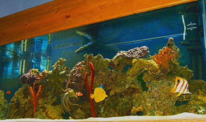 75 gallons saltwater fish tank (mostly fish, little/no live coral) - 75 gallon tank 6   months old