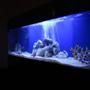 fish tank picture - 125 GAL SWIM TANK SOON TO BE REEF UPDATE PIC SOON 1 YR OLD NOW. YEAH. UPDATE PICS VERY SOON SORRY