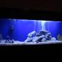 125 gallons saltwater fish tank (mostly fish, little/no live coral) - 125 yr old building up to reef .