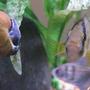 freshwater fish - cleithracara maronii - keyhole cichlid stocking in 50 gallons tank - Male Keyhole Cichlid, Black Widow Tetra, Snail